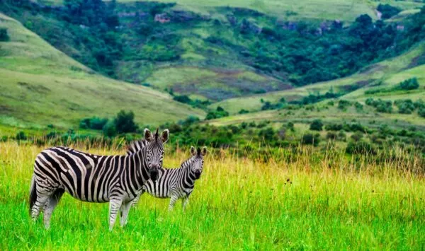 Twee zebra's staan in een grasveld op de voorgrond met op de achtergrond glooiende, groene bergen en heuvels.