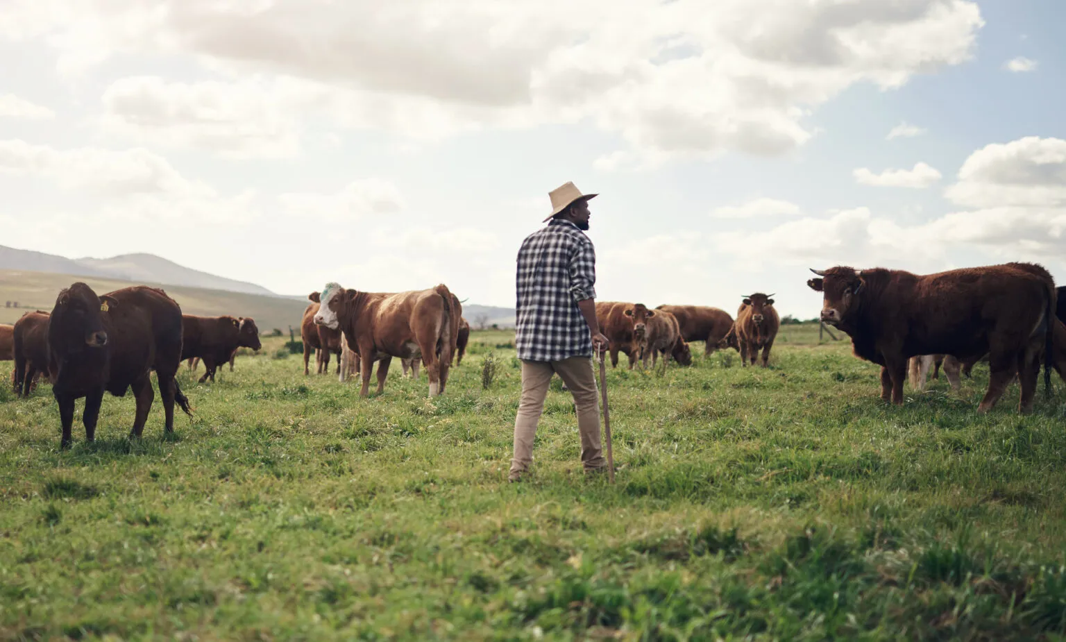 Een boer met een hoed en geblokt overhemd staat op de rug gezien in een groen weiland en kijkt uit over een kudde runderen in Zuid-Afrika.