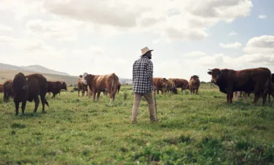 Een boer met een hoed en geblokt overhemd staat op de rug gezien in een groen weiland en kijkt uit over een kudde runderen in Zuid-Afrika.