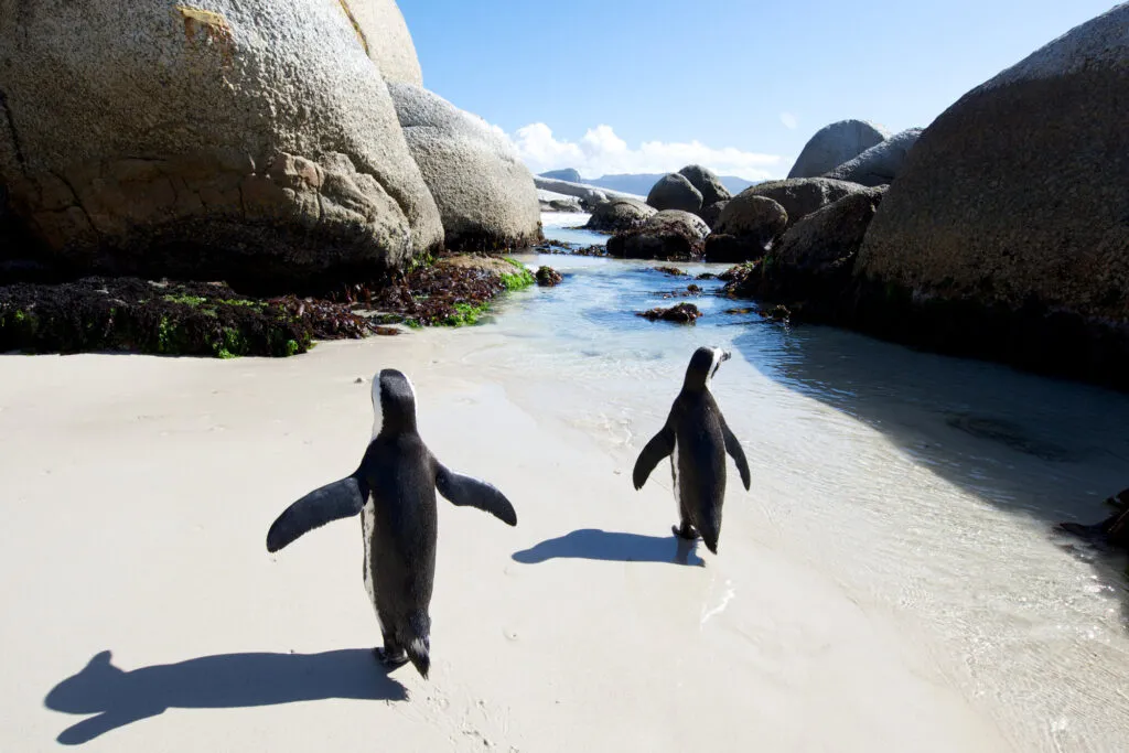 Twee Afrikaanse pinguïns lopen over het witte zandstrand tussen grote granieten rotsblokken en helderblauw water op Boulders Beach, Zuid-Afrika.