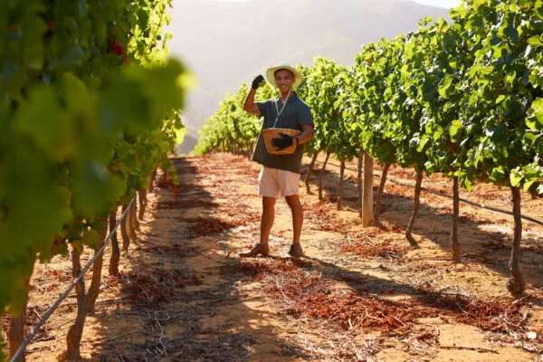 Een wijnboer met een hoed en mand staat tussen de groen begroeide rijranken van een zonnige wijngaard in Franschhoek.