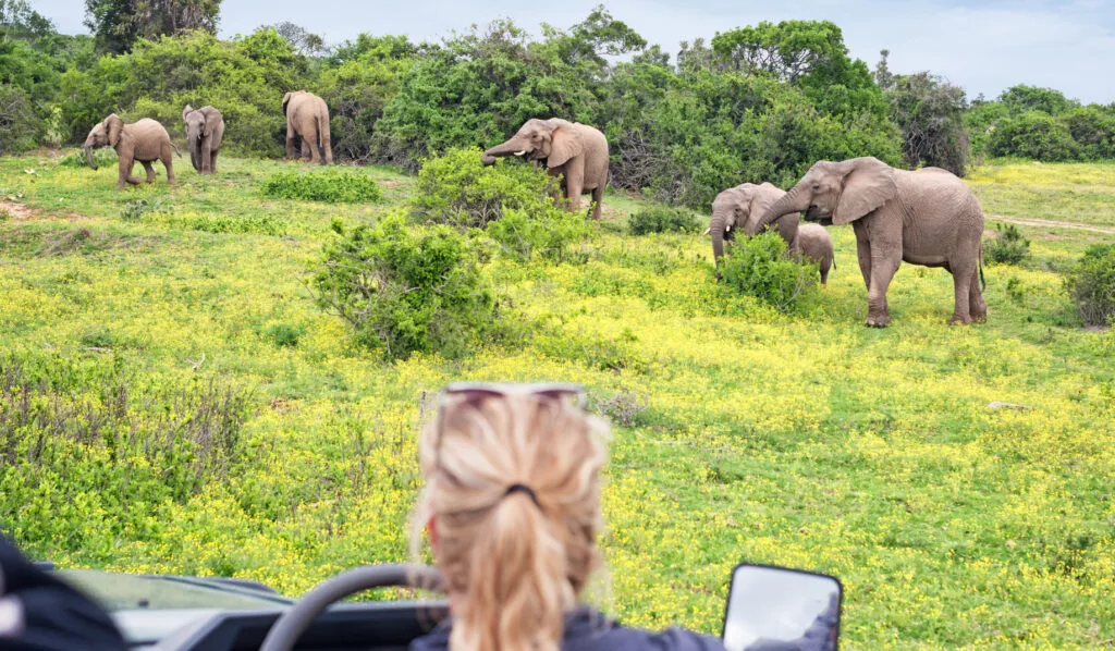 Aanzicht vanaf de achterzijde van een vrouw in een safarivoertuig die uitkijkt op een groep olifanten in een groen struikgewas in Zuid-Afrika.