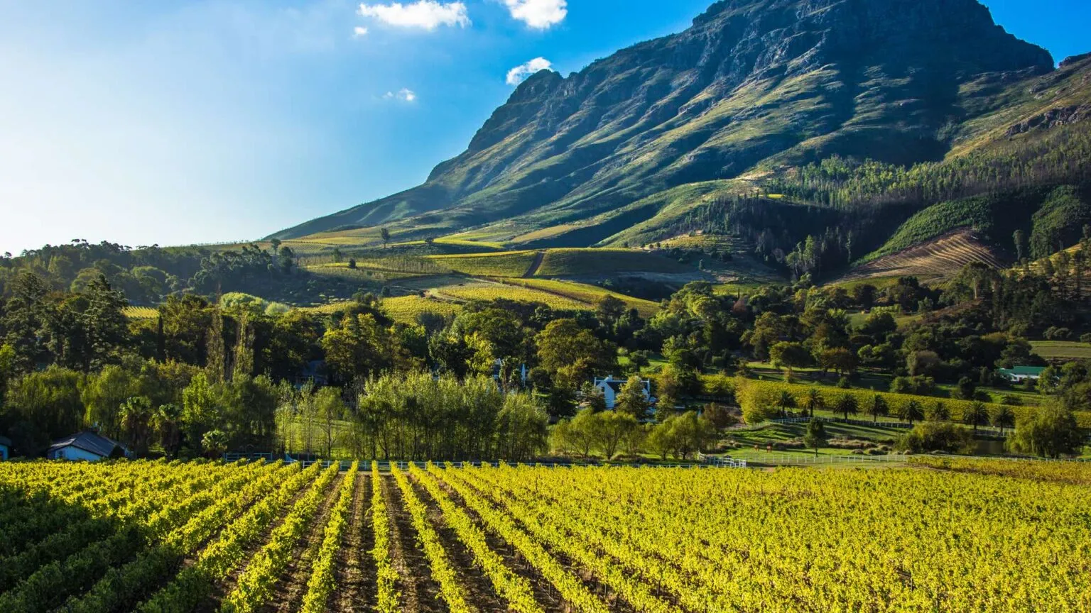Nauwkeurig aangeplante rijen wijnstruiken op een zonnige wijngaard met een imposante groene bergketen op de achtergrond in Stellenbosch, Zuid-Afrika.