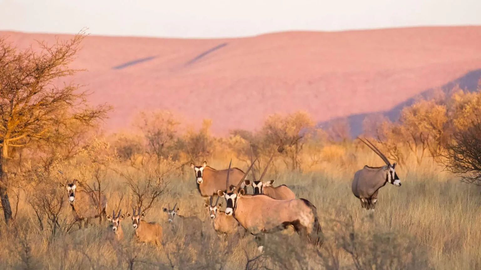 Een groep oryxen (spesbokken) staat tussen droge struiken in de Kalahari-woestijn, met een zachtroze getinte zandduin op de achtergrond in de Noord-Kaap, Zuid-Afrika.