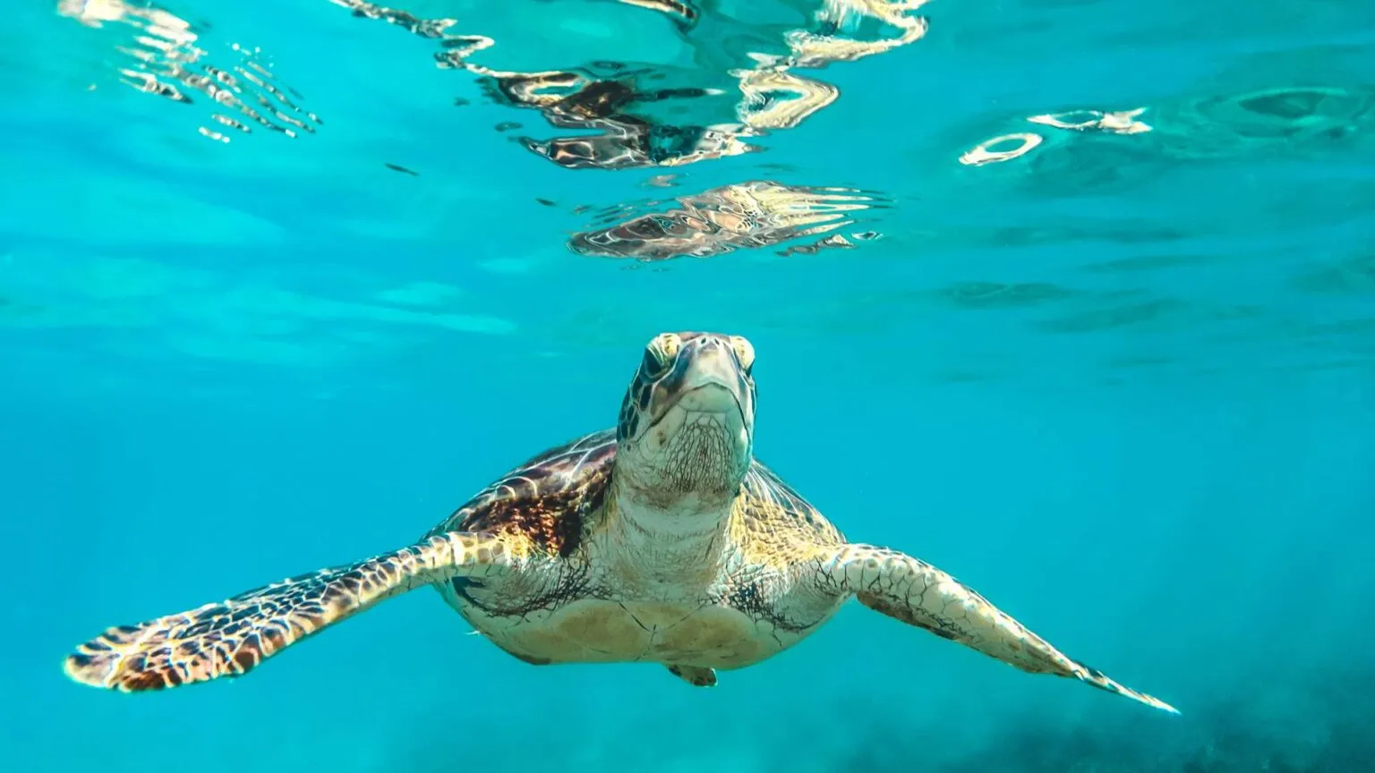 Een grote zeeschildpad zwemt vlak onder het wateroppervlak in het heldere turquoise zeewater bij Barbados.