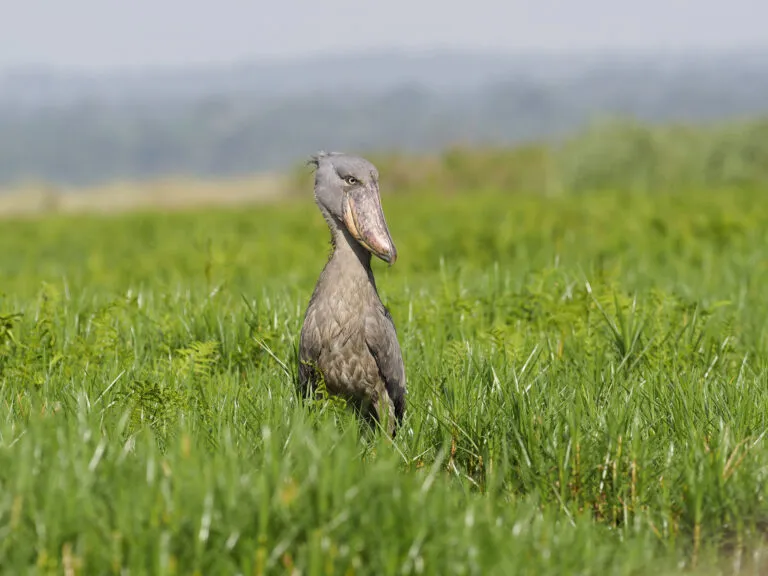 Schoenbekooievaar in Mabamba Swamp, Oeganda