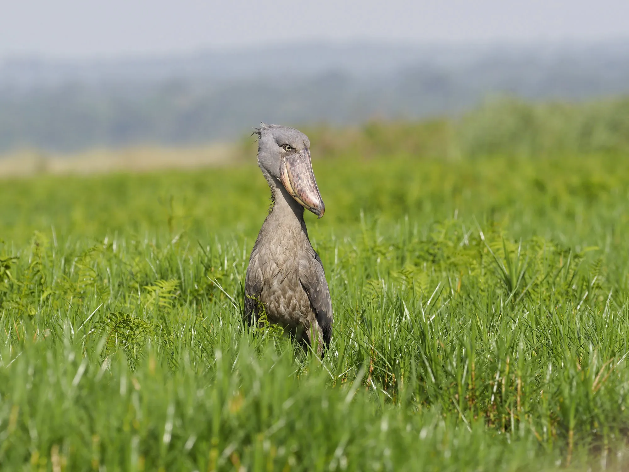 Schoenbekooievaar in Mabamba Swamp, Oeganda