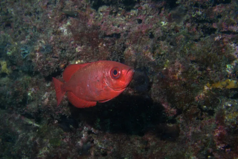 beste snorkelplekken vissen
