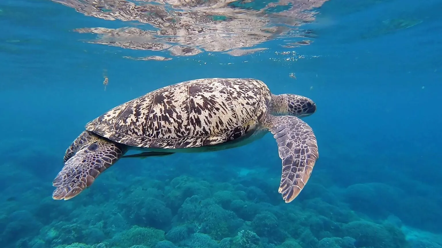 Een zeeschildpad zwemt onder water vlak nabij het oppervlak in het heldere, blauwe oceaanwater van Kaapverdië.