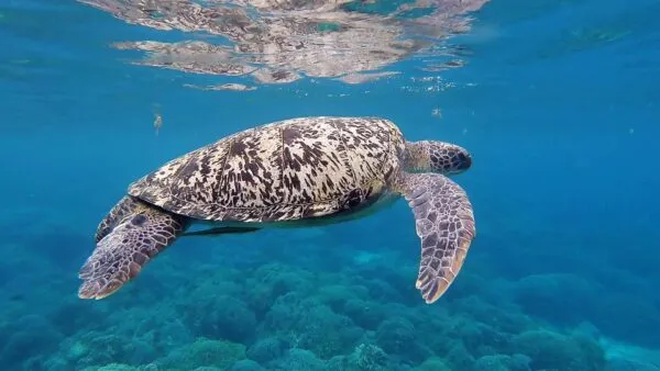 Een zeeschildpad zwemt onder water vlak nabij het oppervlak in het heldere, blauwe oceaanwater van Kaapverdië.