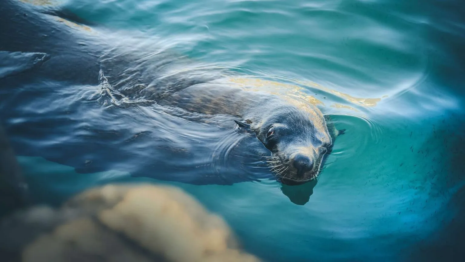Een monniksrob steekt nieuwsgierig zijn kop boven het heldere, blauwe zeewater uit nabij de Ilhas Desertas archipel.