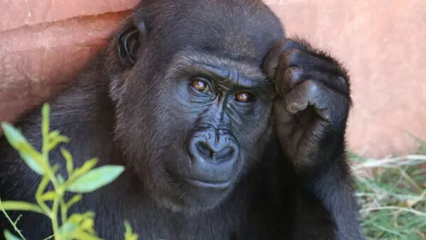Close-up van een zwarte gorilla die met een hand aan zijn voorhoofd kijkt alsof hij diep aan het nadenken is.