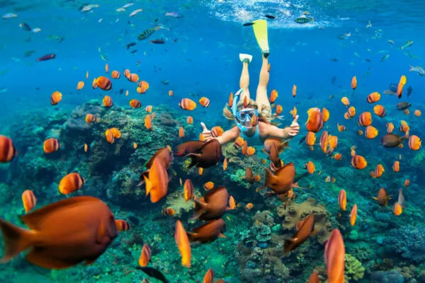 Een snorkelaar met duikbril en vinnen zwemt onder water tussen een grote school oranje vissen bij het eiland Terceira op de Azoren.