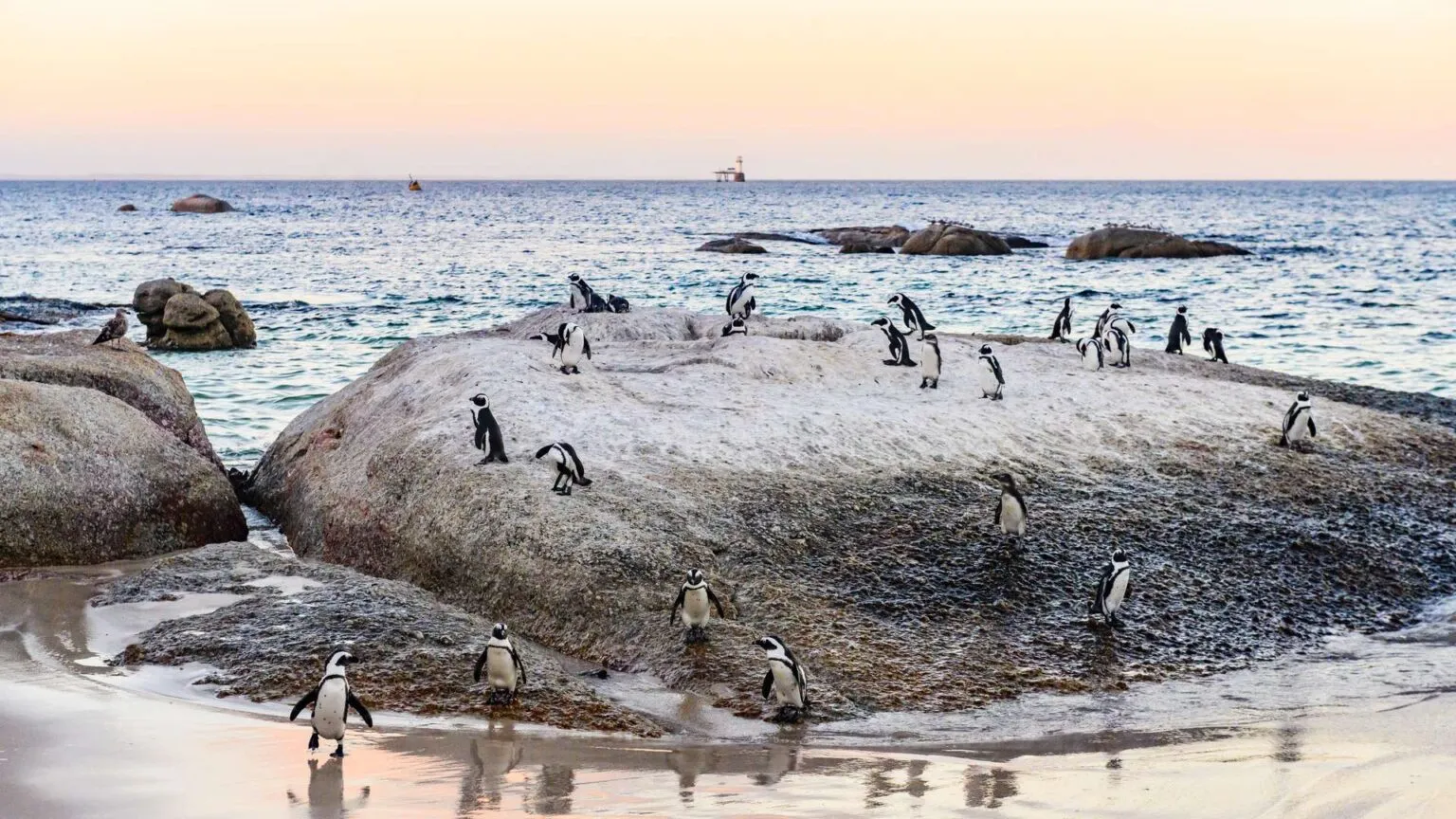 Een kolonie Afrikaanse pinguïns verzameld op een grote granieten rots aan de kustlijn van Boulders Beach, nabij Simon's Town in Zuid-Afrika.