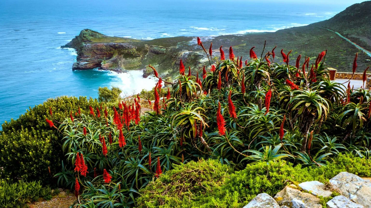 Kleurrijke rode aloëplanten in bloei op de voorgrond met de ruige kustlijn en helderblauwe zee van Kaap de Goede Hoop op de achtergrond in Zuid-Afrika.
