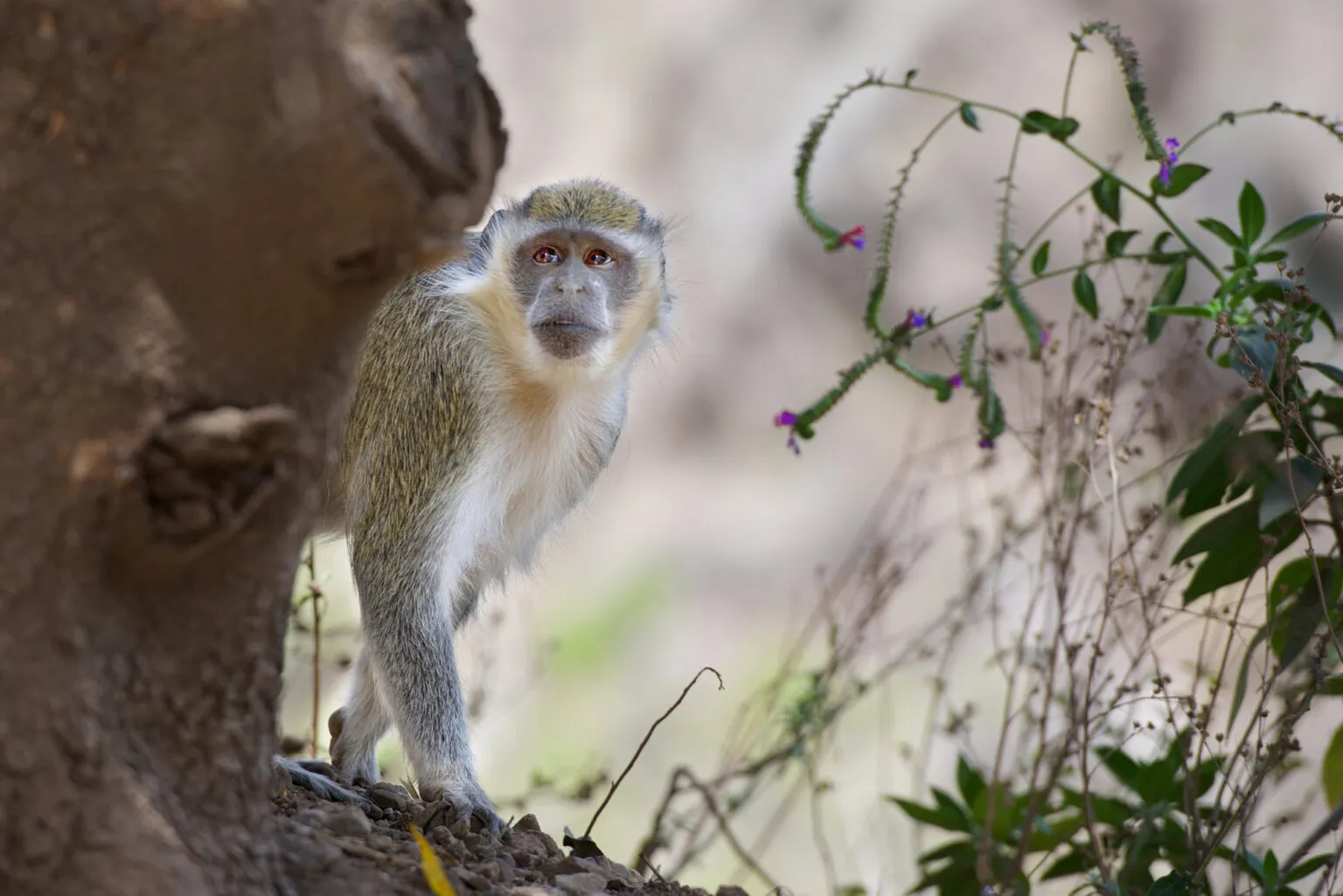 Aapje in de jungle van de binnenlanden van Santo Antao