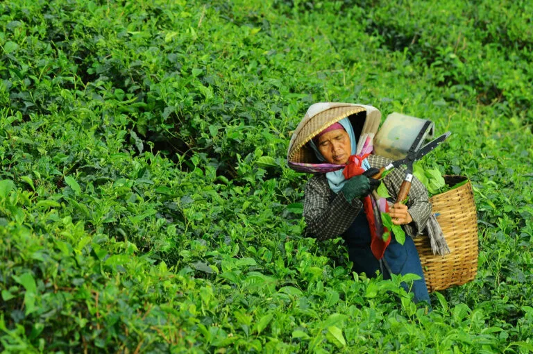 Een local aan het werk op een theeplantage in Sri Lanka