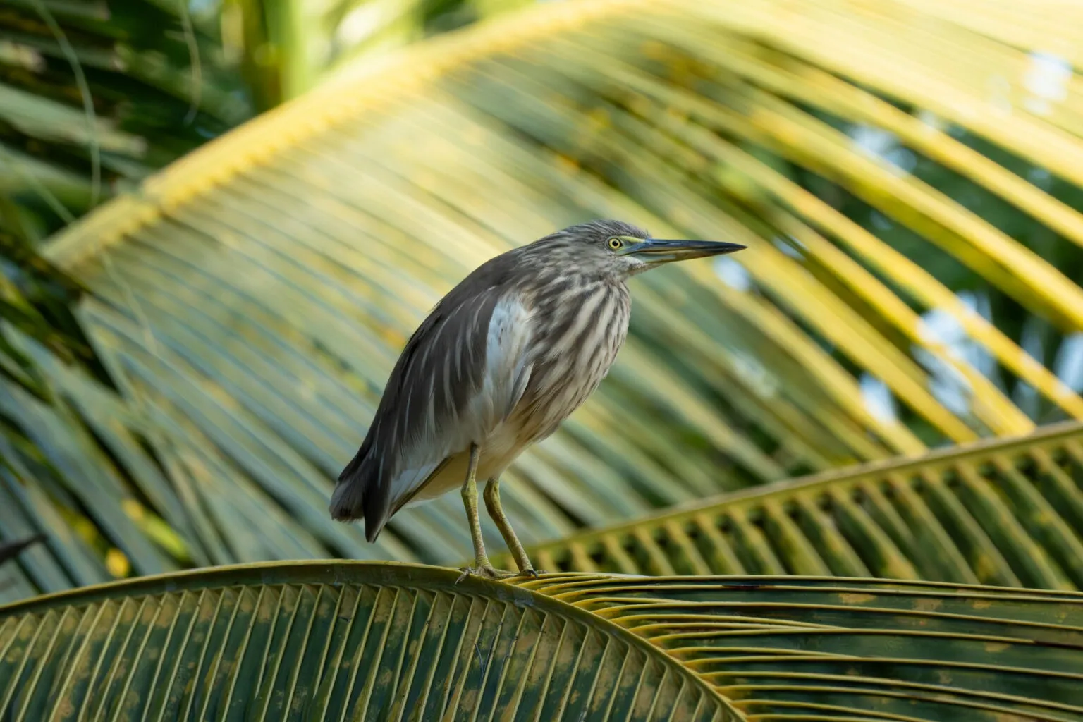 Een kleine Indische snipreiger met gestreept verenkleed staat op een dicht patroon van grote, lineaire groene palmbladeren.