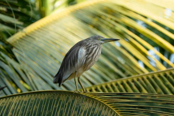 Een kleine Indische snipreiger met gestreept verenkleed staat op een dicht patroon van grote, lineaire groene palmbladeren.