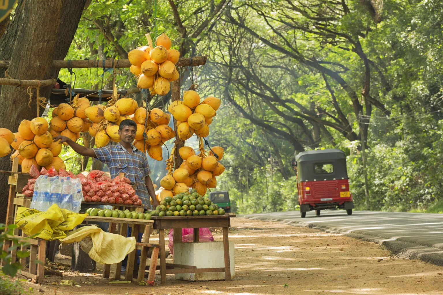 Een Sri Lankaanse man staat bij zijn fruitkraam vol gele koningskokosnoten langs een schaduwrijke weg waar een rode tuktuk rijdt.