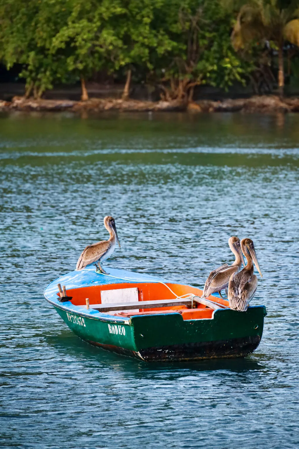 Drie pelikanen zitten rustig op de rand van een klein groen-oranje bootje in het water bij Plage de la Malendure.