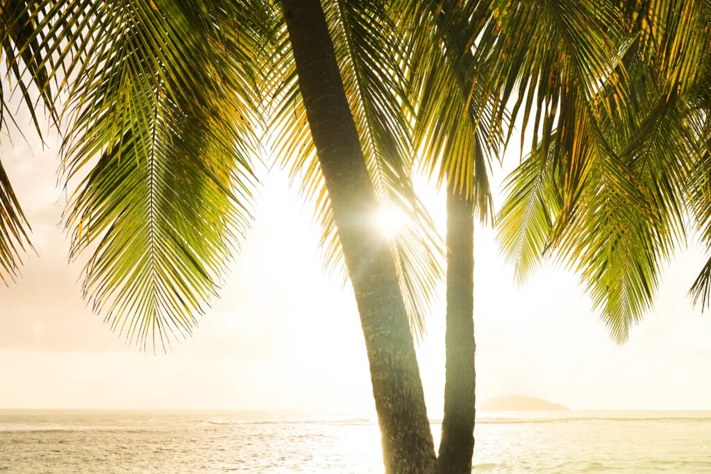 Palmboom met felle zonneschijn boven het strand van Sainte-Anne in Guadeloupe.