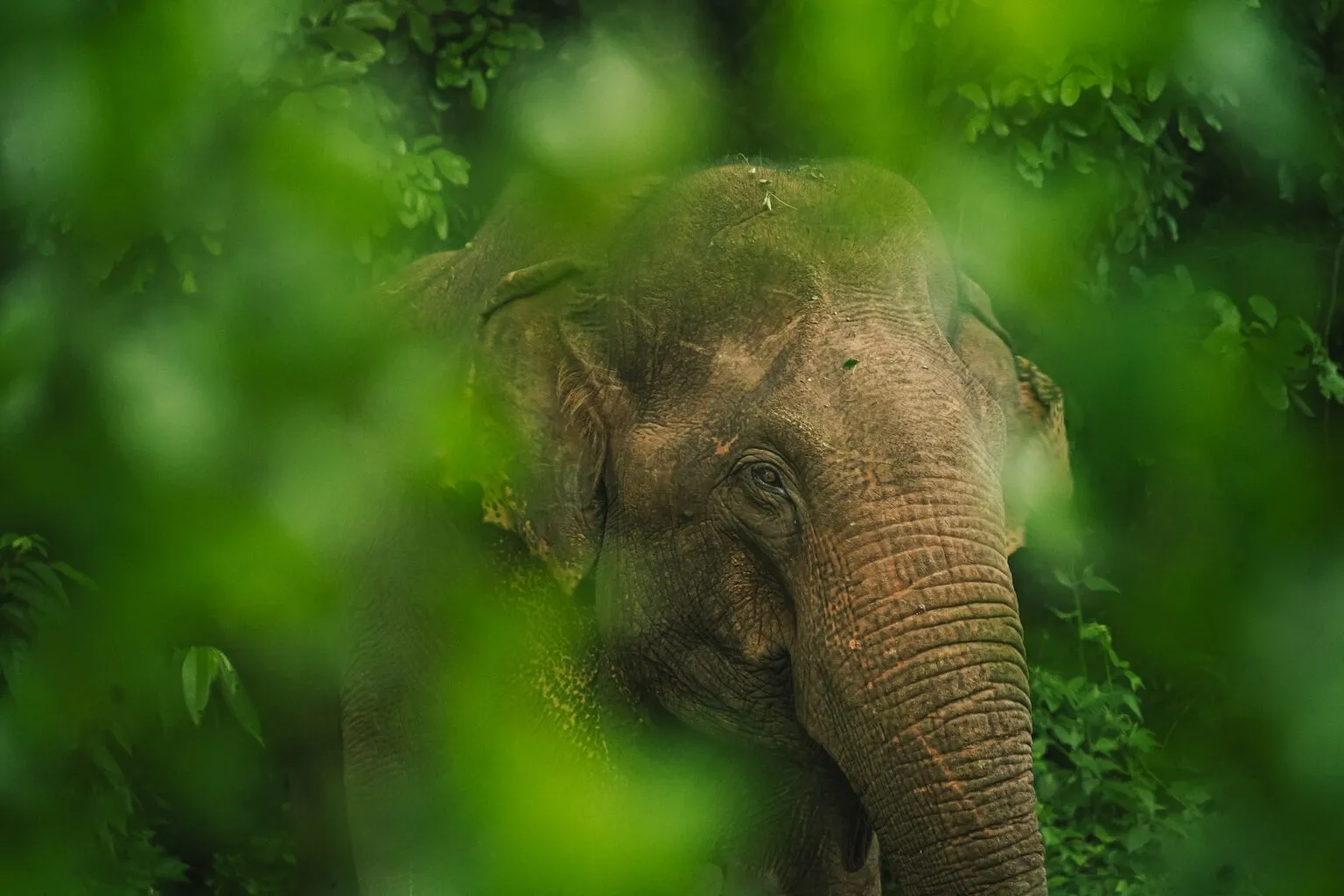 Een olifant in het wild in de buurt van Udawalawe op Sri Lanka