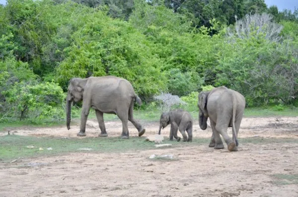 Een familie olifanten waarvan een babyolifant wandelend door Yala National Park