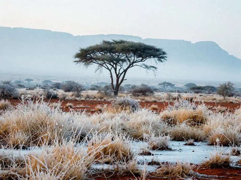 Solitaire acacia gessilhouetteerd tegen een bleke winterlucht op de Zuid-Afrikaanse highveld, met berijpt goudkleurig gras en mistige bergen.
