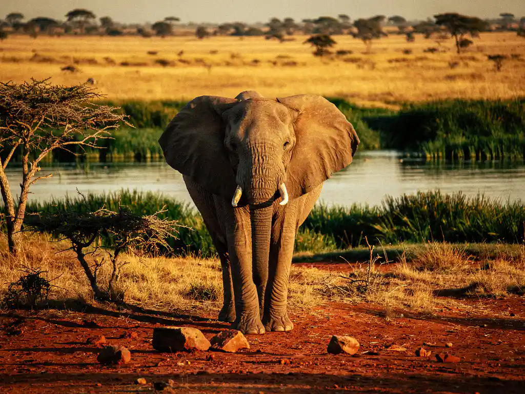 Afrikaanse olifant aan de rand van de gouden savanne bij de Okavango Delta, met acaciabomen en waterways in de schemering.