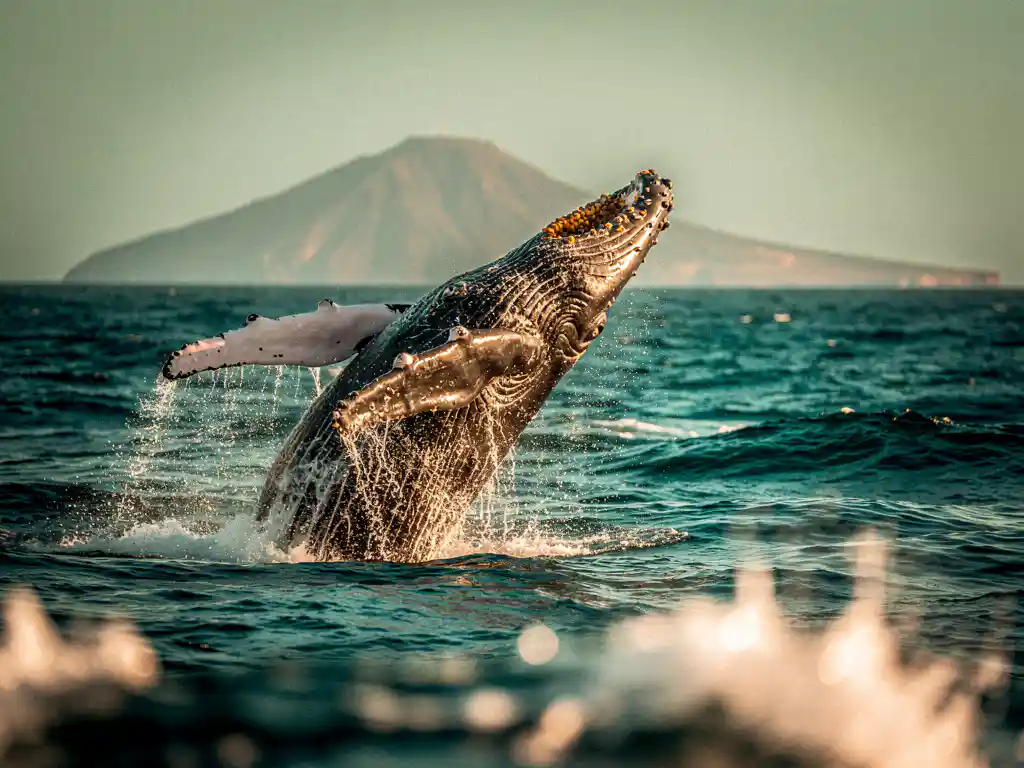 Bultrugwalvis springt uit de turquoise Atlantische Oceaan bij Kaapverdië, met waterdruppels in gouden zonlicht.