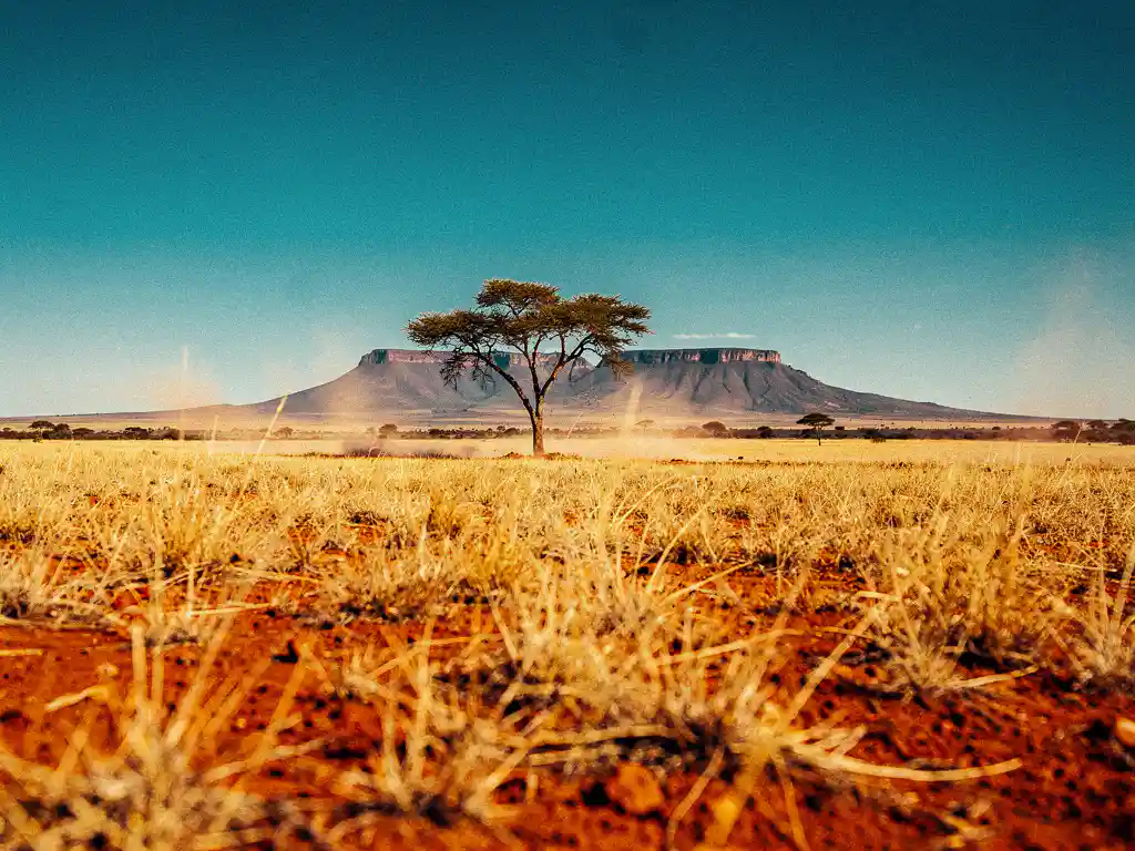 Gouden savannelandschap in Zuid-Afrika met een solitaire acacia, droog amberkleurig gras en een tafelberg in de verte onder een strakblauwe hemel.