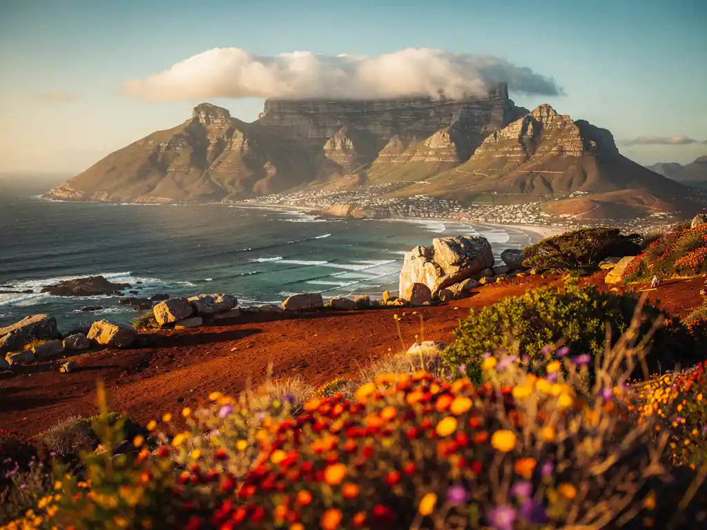 Tafelberg boven de turquoise Atlantische kust van Kaapstad, met kleurrijke fynbos-wildflowers op de voorgrond in gouduur licht.