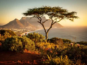 Tafelberg silhouet bij gouden uur boven Kaapstad kustlijn, met fynbos vegetatie en acacia op de voorgrond in warm amberkleurig licht.