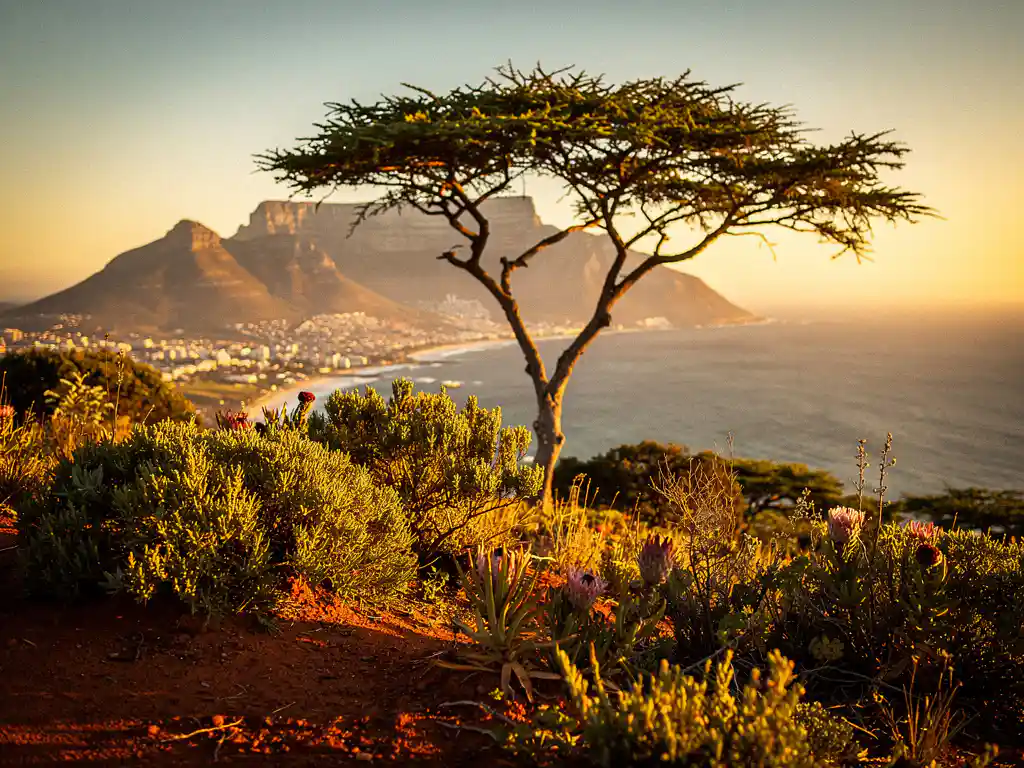 Tafelberg silhouet bij gouden uur boven Kaapstad kustlijn, met fynbos vegetatie en acacia op de voorgrond in warm amberkleurig licht.
