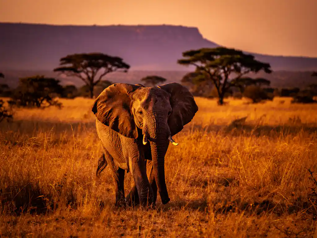 Afrikaanse olifant wandelt door gouden savannegras bij zonsondergang, met acacia-silhouetten en paarse bergen op de achtergrond.
