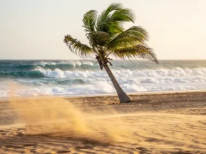 Palmboom buigt in krachtige passaatwinden op een zonnig Cape Verde-strand, met turquoise golven en opwaaiend goudkleurig zand.