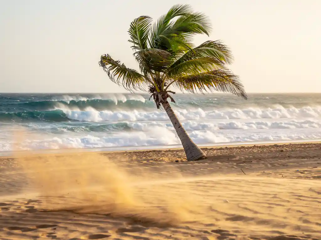 Palmboom buigt in krachtige passaatwinden op een zonnig Cape Verde-strand, met turquoise golven en opwaaiend goudkleurig zand.