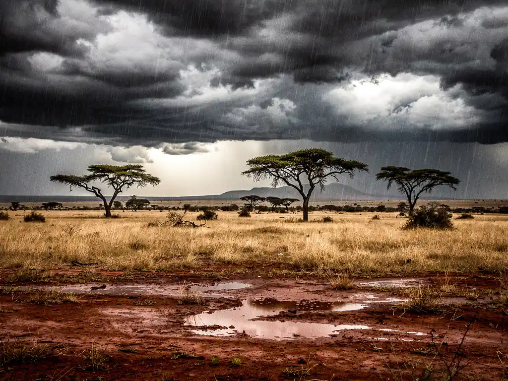 Regenbui over de Zuid-Afrikaanse savanne met silhouetten van acaciabomen tegen een dramatische stormlucht en glinsterende rode aarde.