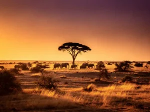 Kudde olifanten trekt door goudkleurig savannegras bij zonsondergang, met een silhouet van een acaciaboom tegen een amber en paarse lucht.
