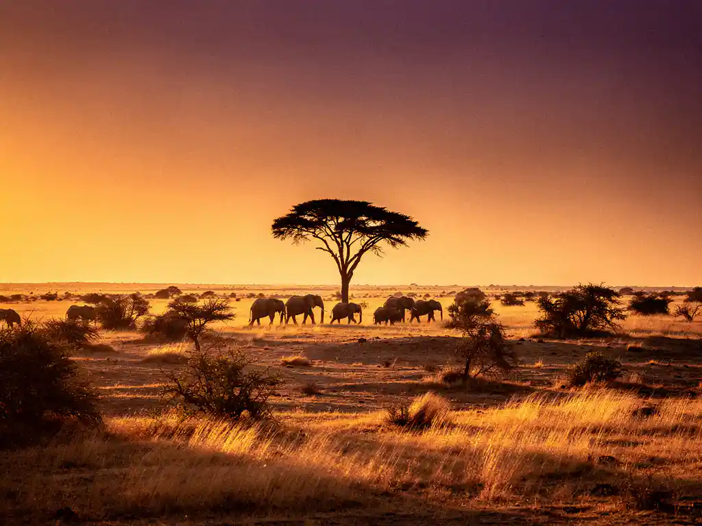 Kudde olifanten trekt door goudkleurig savannegras bij zonsondergang, met een silhouet van een acaciaboom tegen een amber en paarse lucht.