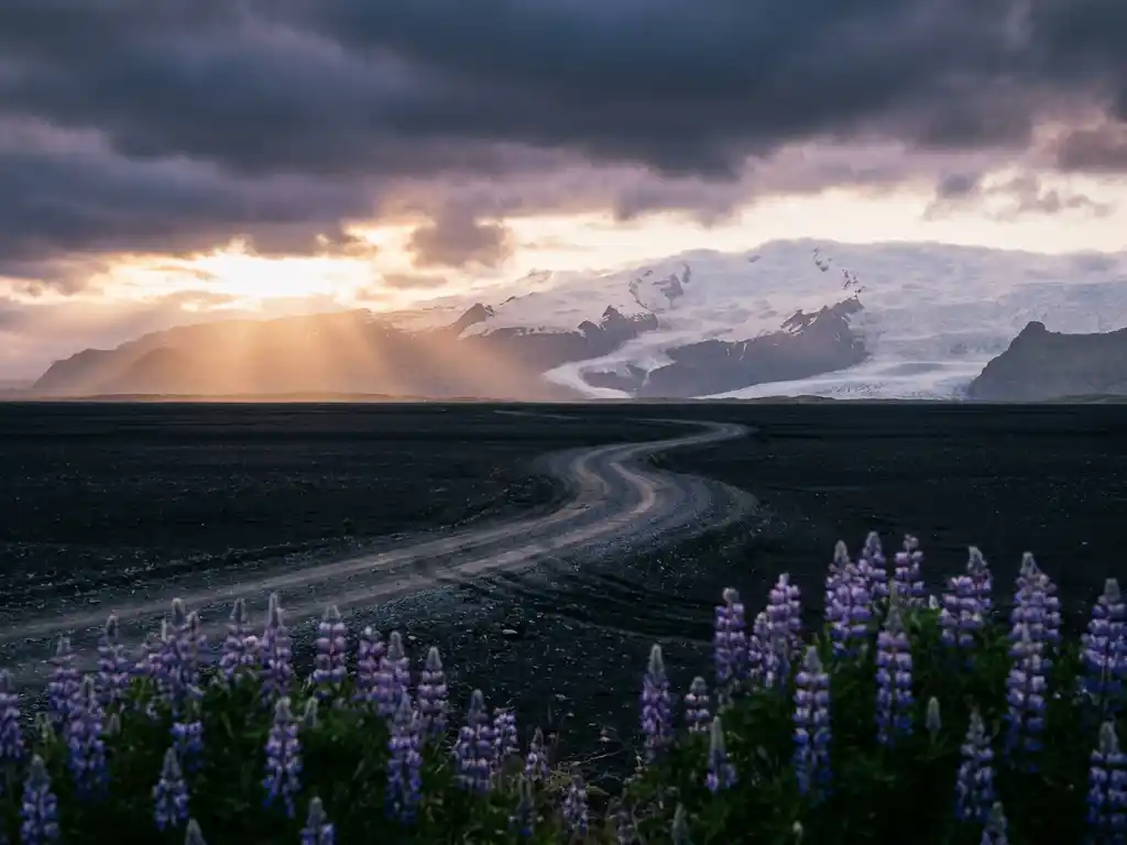 IJslands hooglandlandschap met zwart lavazand, kronkelende grindweg naar besneeuwde gletsjer, wilde lupines op voorgrond in gouden avondlicht.