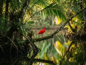 Scharlakenrode ibis op mangrovetak boven spiegelglad water in een natuurreservaat in Tobago, warm goudkleurig avondlicht.