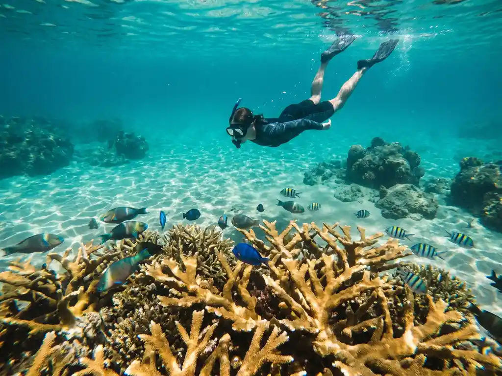 Snorkelaar zweeft boven een kleurrijk staghorn koraalrif bij Dominica, met tropische vissen en vulkanisch gesteente op de achtergrond.