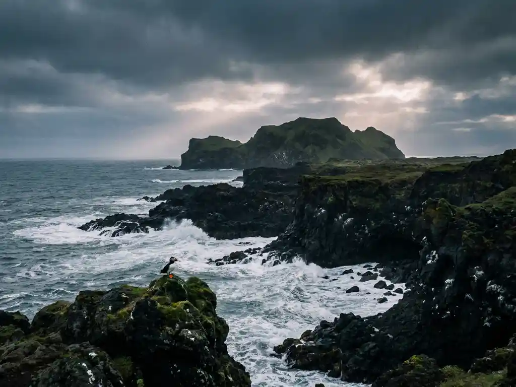 Eenzame papegaaiduiker op zwarte lavakliffen van een IJslands vulkaaneiland, omgeven door stormachtige Atlantische golven en bewolkte lucht.