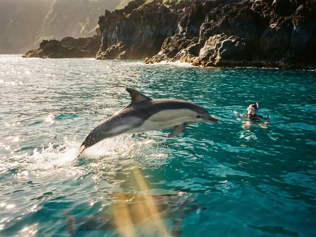 Wilde dolfijn springt uit turquoise Atlantische Oceaan bij de Azoren, met een snorkelaar zichtbaar onder het wateroppervlak.