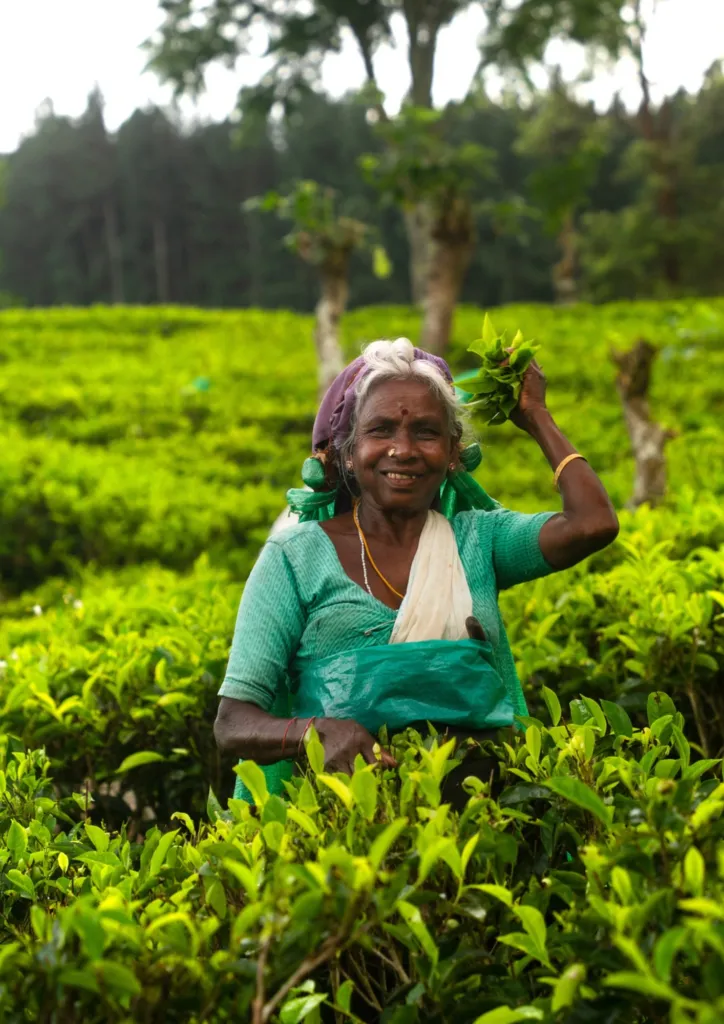 Een theeplukster aan het werk in theevelden in het binnenland van Sri Lanka